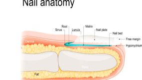 Anatomy of a toenail
