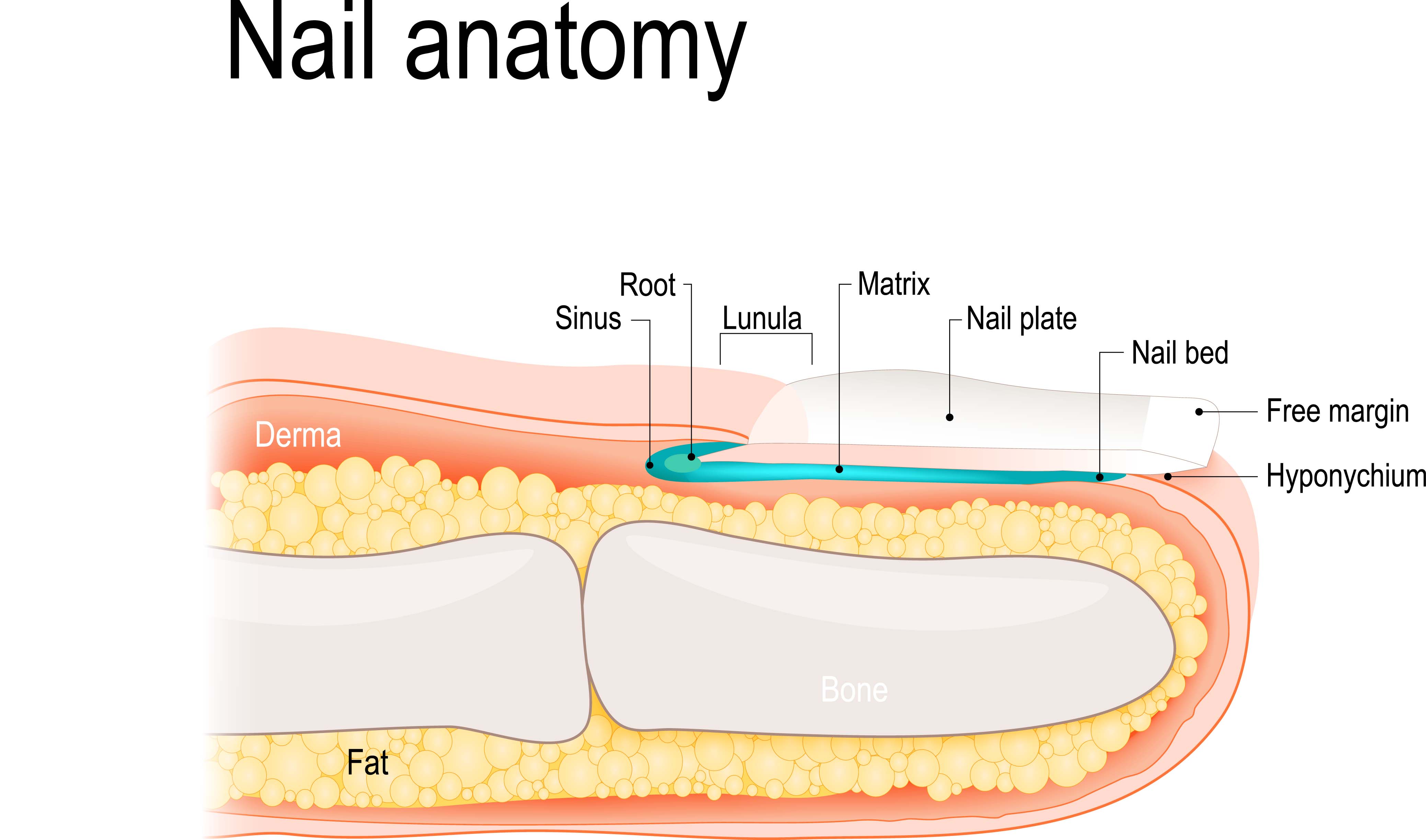 Toenail Anatomy Diagram